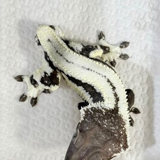 Lilly Axanthic Full Pinstripe Quad