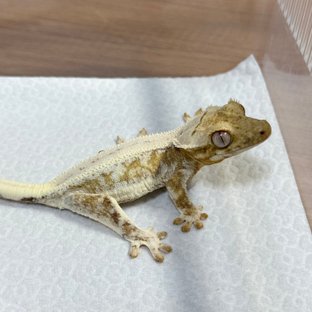 Lilly 100% Het Axanthic