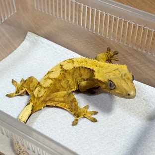 100% Het Axanthic