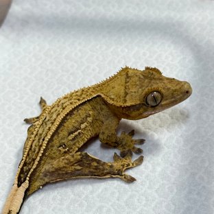 100% Het Axanthic Full Pinstripe