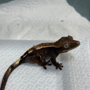 세이블 100%헷아잔틱