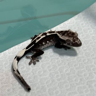 아잔틱