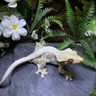 릴리100%헷아잔틱