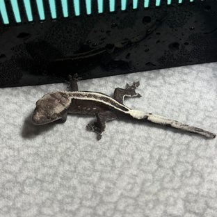 아잔틱 핀스트라이프