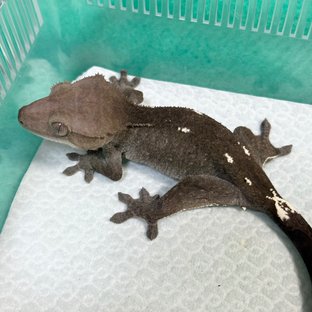 Axanthic