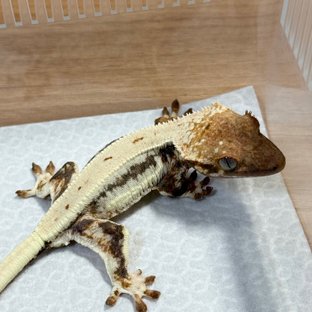 Lilly 100% Het Axanthic
