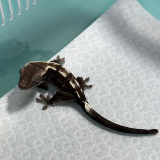 세이블 아잔틱