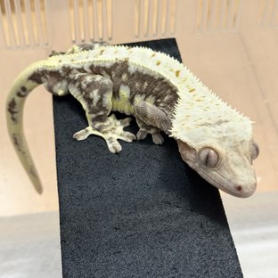 릴리100%헷아잔틱