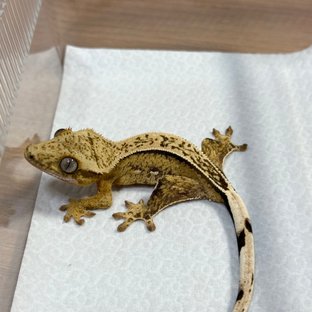 100% Het Axanthic Full Pinstripe