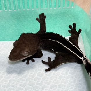 Axanthic