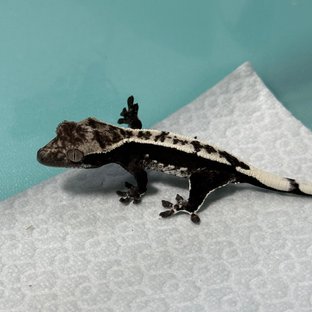아잔틱