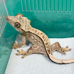 100% Het Axanthic