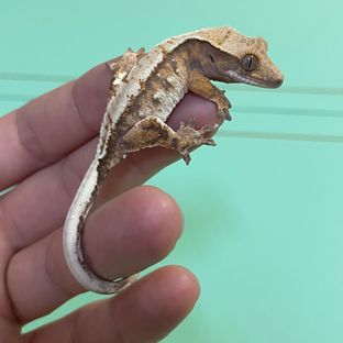 트라이 익스트림할리퀸