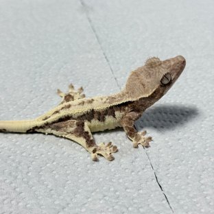 프라푸치노 100%헷아잔틱