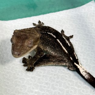 Axanthic