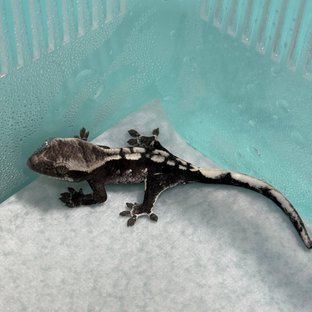 아잔틱