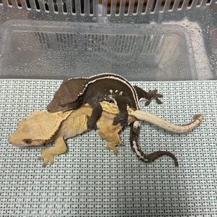 노멀 풀핀 크림