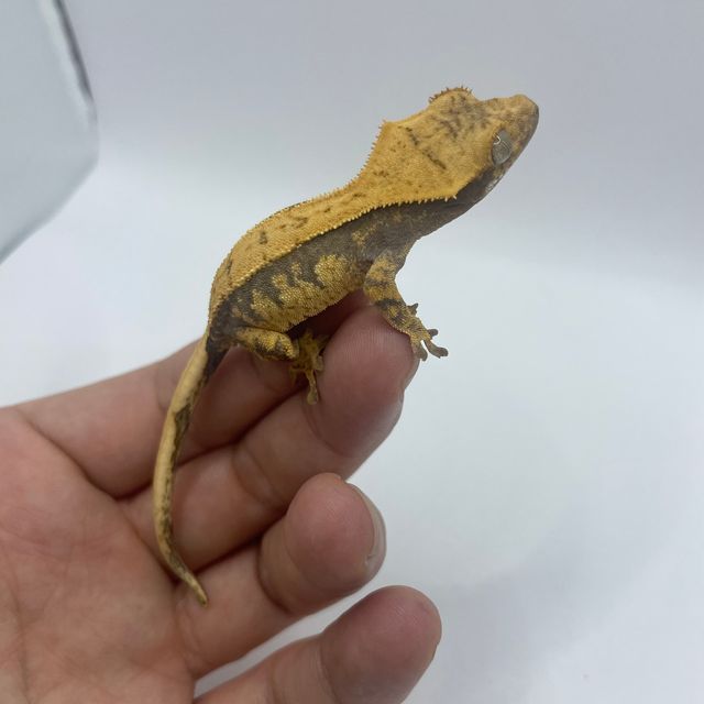 노멀 익스트림할리퀸