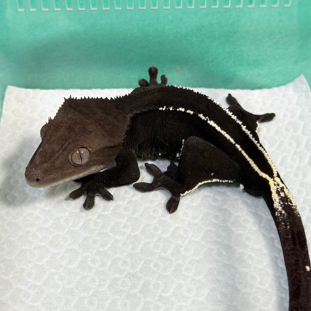 Axanthic