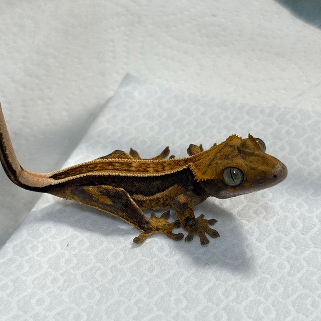 100%헷아잔틱 엠티백 풀핀