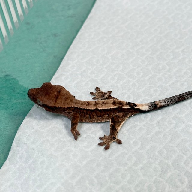 Cappuccino 100% Het Axanthic
