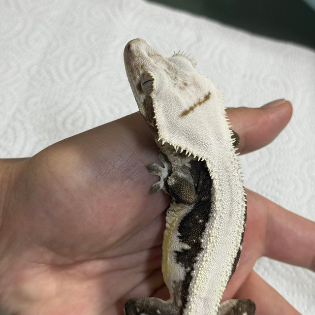 릴잔틱 솔리드백