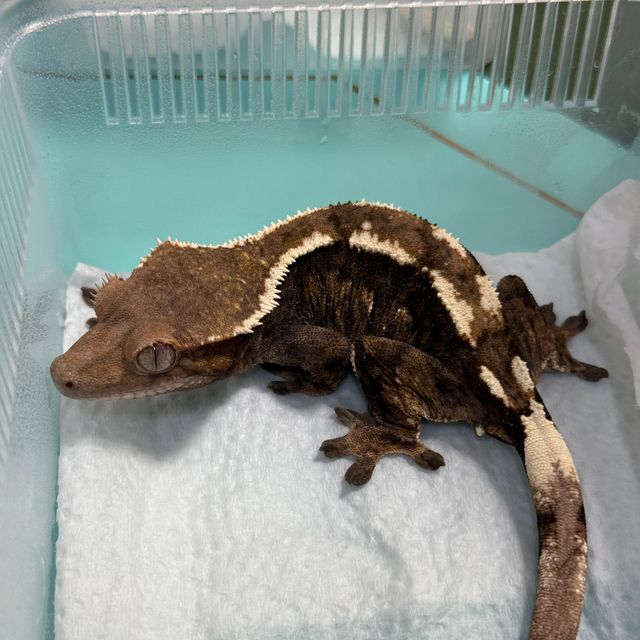 세이블 100%헷아잔틱