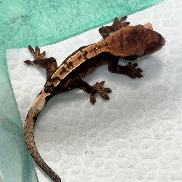 100% Het Axanthic