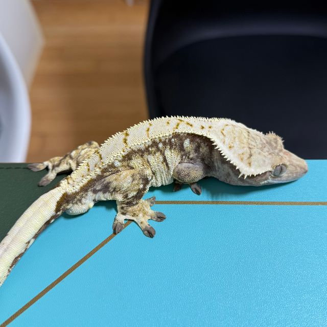 트라이 익스트림할리퀸
