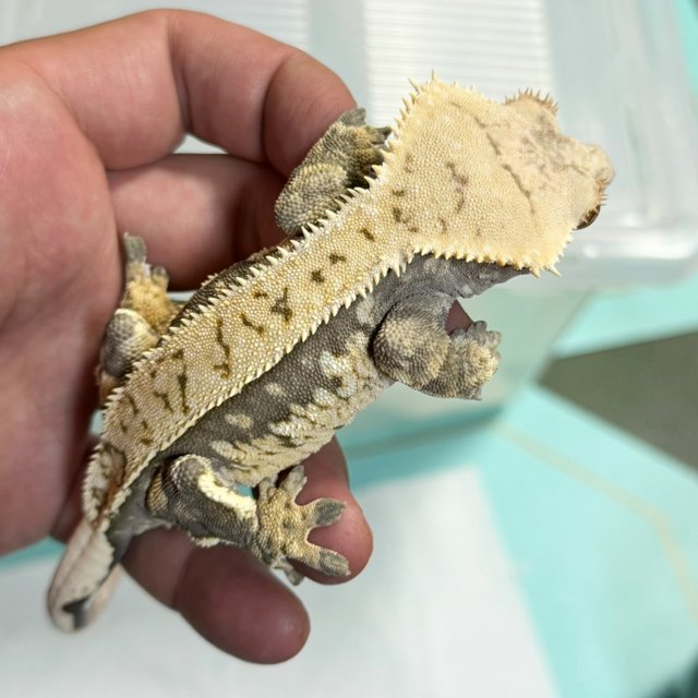 Tri Extreme Harlequin Normal