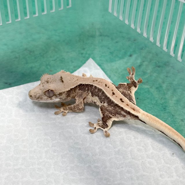 Lilly 100% Het Axanthic
