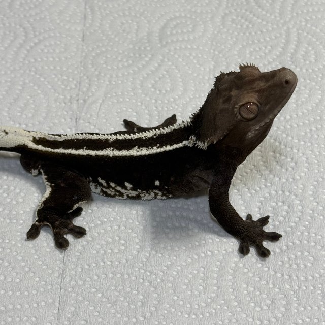 Axanthic