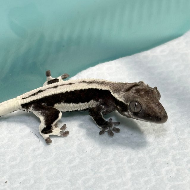 Lilly Axanthic