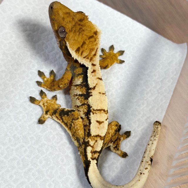 Normal Tri Extreme Harlequin