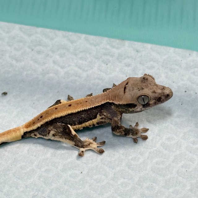 Lilly 100% Het Axanthic