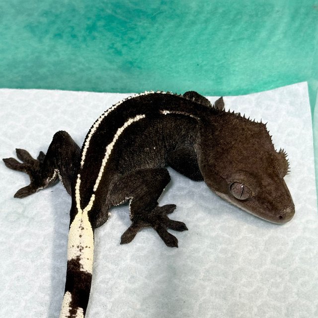 Axanthic