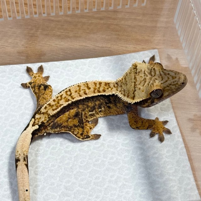 100% Het Axanthic