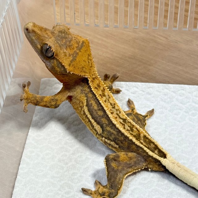 100% Het Axanthic Full Pinstripe Quad