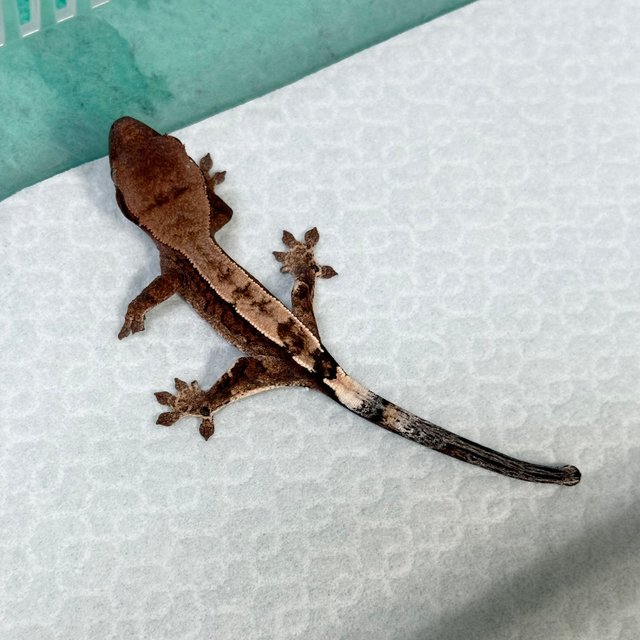 Cappuccino 100% Het Axanthic