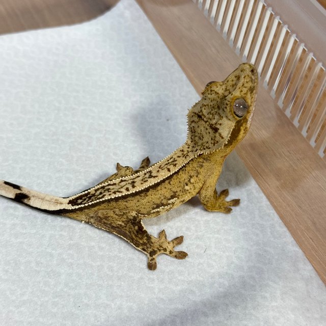 Full Pinstripe 100% Het Axanthic