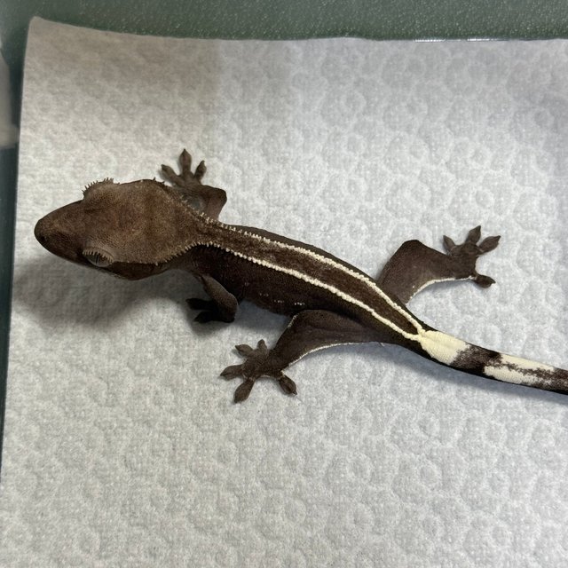 아잔틱 핀스트라이프