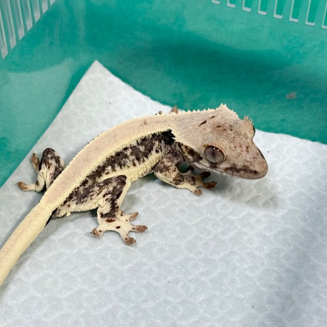 Lilly 100% Het Axanthic