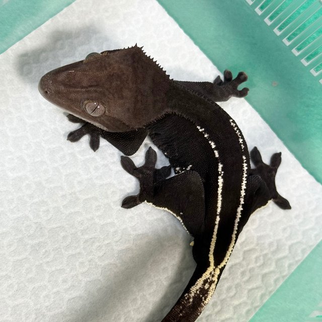 Axanthic