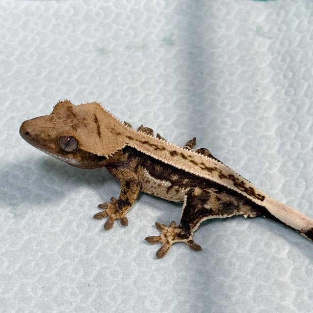 100% Het Axanthic