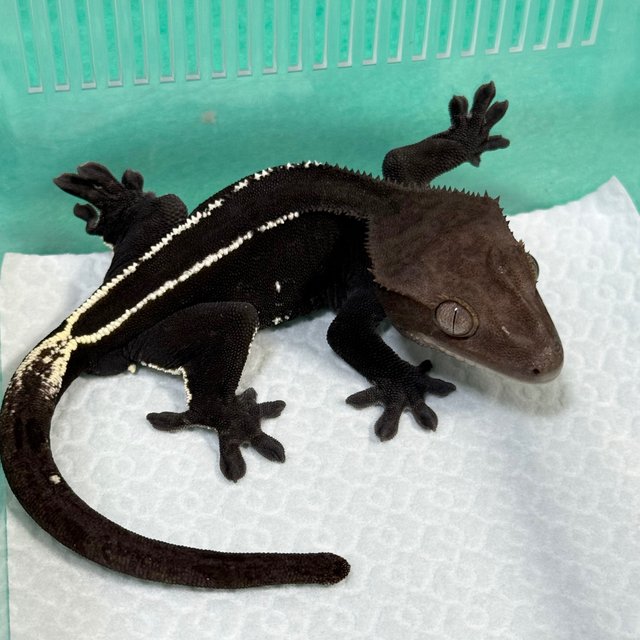 Axanthic