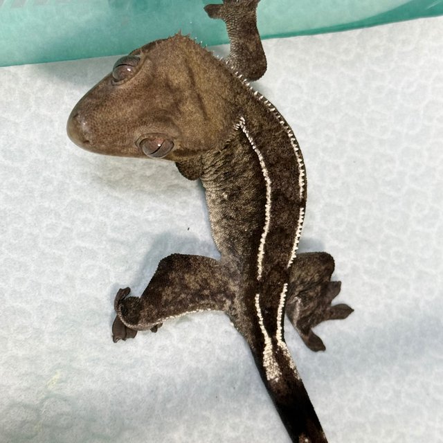Axanthic