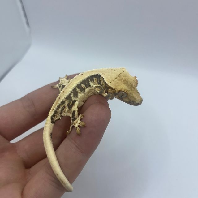 릴리화이트 트라이
