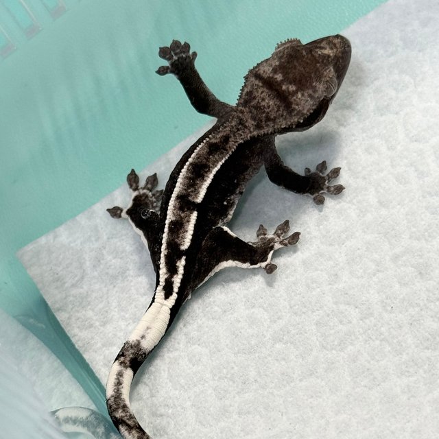 Axanthic