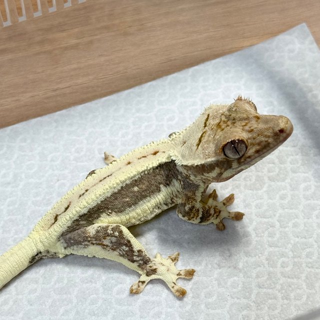 Lilly 100% Het Axanthic