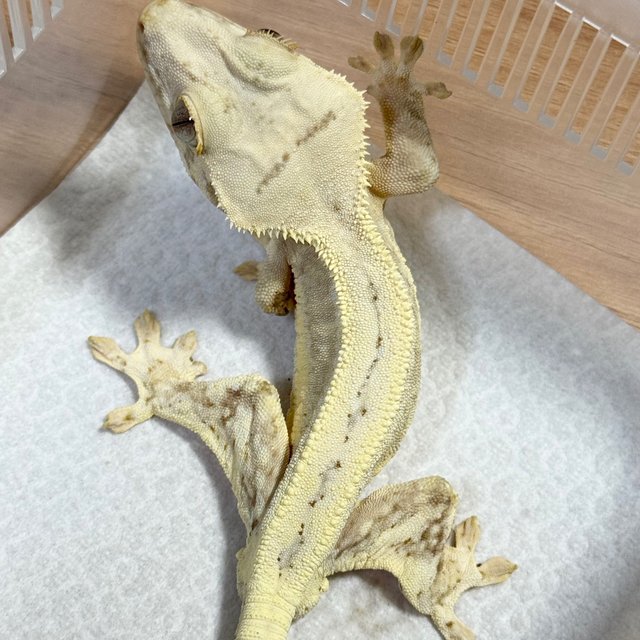 Lilly 100% Het Axanthic